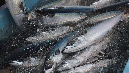 多種多様な魚が市場に並ぶ“魚のまち”